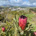 Caledon Wild Flower Garden - Xplorio™ Caledon