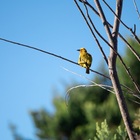 Caledon Wild Flower Garden - Xplorio™ Caledon