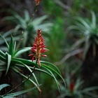 Caledon Wild Flower Garden - Xplorio™ Caledon