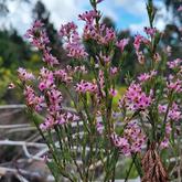 Caledon Wild Flower Garden - Xplorio™ Caledon