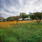 Caledon Wild Flower Garden - Xplorio™ Caledon