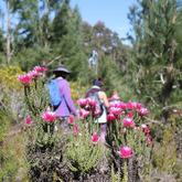 Caledon Wild Flower Garden - Xplorio™ Caledon