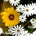 Caledon Wild Flower Garden - Xplorio™ Caledon