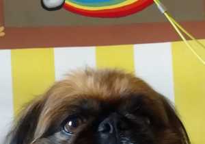 Hair and Beauty Salon for Pets