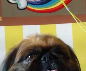 Hair and Beauty Salon for Pets