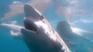Recent Shark Cage Diving Trips with White Shark Projects