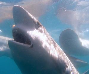 Recent Shark Cage Diving Trips with White Shark Projects