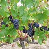 Seven Springs Vineyard - Xplorio™ Caledon