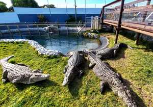 Easter Week Activities at Afrikanos