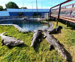 Easter Week Activities at Afrikanos