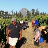 Seven Springs Vineyard - Xplorio™ Caledon