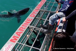 Daily Blog: 11 April 2022 | Shark Cage Diving in South Africa