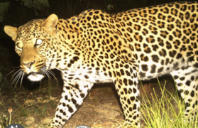 Camera survey captures 24 leopards, a hippo and more in Overberg!