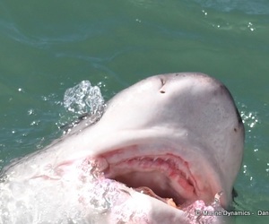 Daily Blog: 17 April 2022 | Shark Cage Diving in South Africa