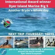 Next Dyer Island Marine Big 5 Tour: 21 April 2022