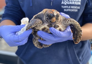 Be on the lookout for turtle hatchlings