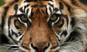 Sumatran Breeding Attempts - Gansbaai Daily News