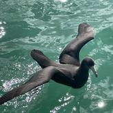 Bird - White Shark Projects - Xplorio™ Gansbaai