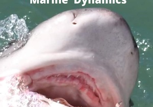 Next Marine Dynamics Shark Cage Diving Trip: 26 + 27 April 2022