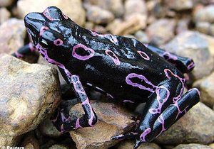 New Species Discovered - Gansbaai Daily News