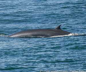 Next Dyer Island Marine Big 5 Tour: 27 April 2022