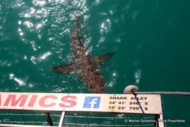 Daily Blog: 27 April 2022 | Shark Cage Diving in South Africa