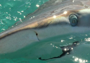 Next Marine Dynamics Shark Cage Diving Trip: 30 April 2022