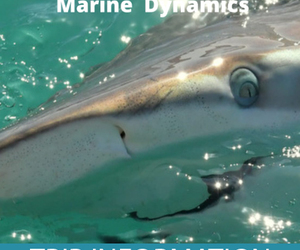 Next Marine Dynamics Shark Cage Diving Trip: 30 April 2022