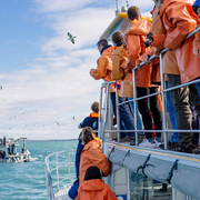 Next Dyer Island Marine Big 5 Tour: 30 April 2022