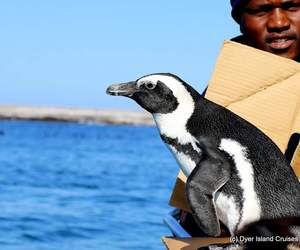 Next Dyer Island Marine Big 5 Tour: 5 May 2022