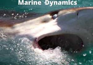 Next Marine Dynamics Shark Cage Diving Trip: 5 May 2022