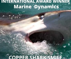 Next Marine Dynamics Shark Cage Diving Trip: 5 May 2022