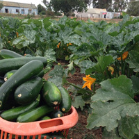 Organic Garden - RAW - Xplorio™ Greyton