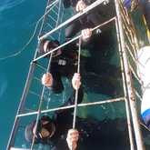 Shark Cage Diving - White Shark Projects - Xplorio™ Gansbaai