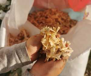 Dry Pine Shavings