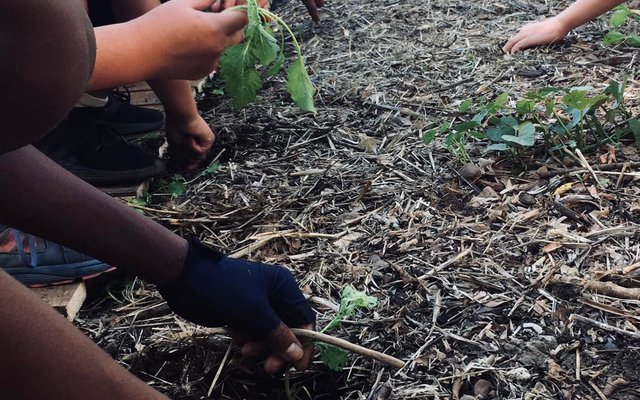 Veggie garden - Valley Food Gardens - Xplorio™ Greyton