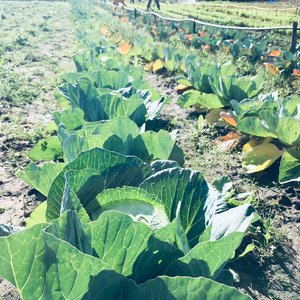 Cabbage - Valley Food Gardens - Xplorio™ Greyton