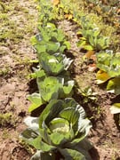 Greyton Growing Their Own Veggies