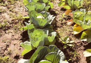 Greyton Growing Their Own Veggies