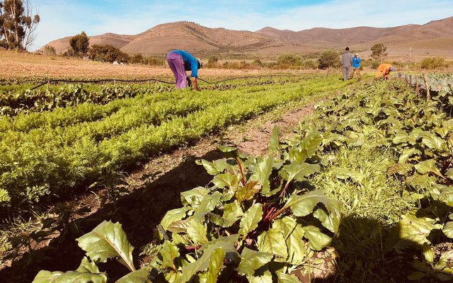 Veggies - Valley Food Gardens - Xplorio™ Greyton