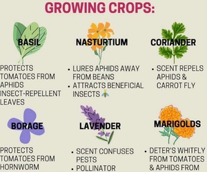 Companion Plants For Growing Crops
