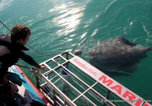 Daily Blog: 17 May 2022 | Shark Cage Diving in South Africa