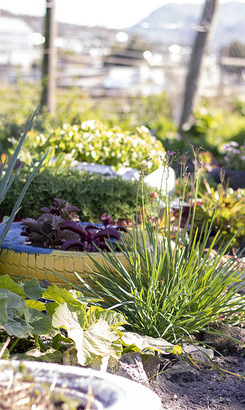 grabouw_npo_designers_without_borders_implimenting_community_gardens_1652872484