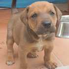 Puppy - Grabouw Animal Welfare Society - Xplorio™ Grabouw