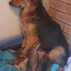Mommy - Grabouw Animal Welfare Society - Xplorio™ Grabouw