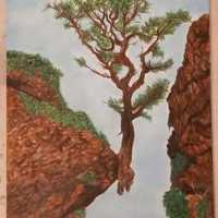 Tree in dessert Xplorio ™ Gansbaai