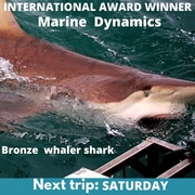 Next Marine Dynamics Shark Cage Diving Trip: 21 May 2022