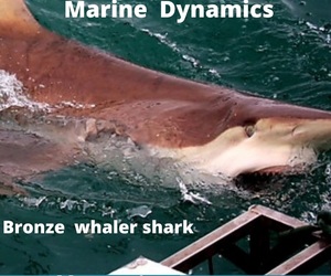 Next Marine Dynamics Shark Cage Diving Trip: 21 May 2022