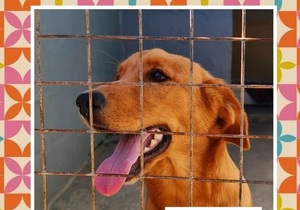 Max is ready to be adopted!