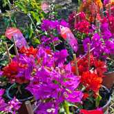 Purple Flowers - Riverland Garden Centre - Xplorio™ Stanford